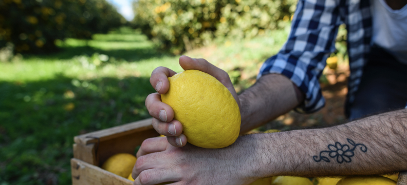 Manos sujetando Un limón con un campo de fondo
